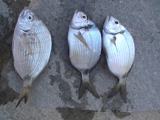 capturi grecia  - pic3476.JPG